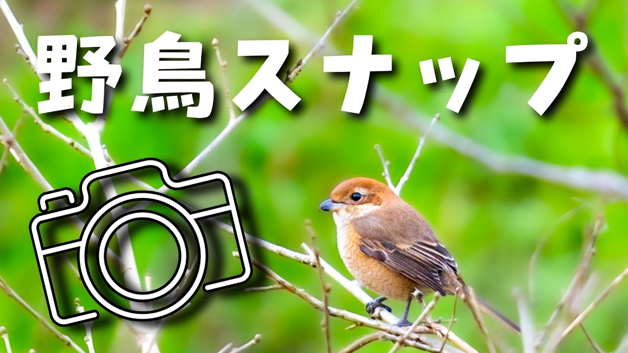 手持ち野鳥撮影【撮り方と設定】超望遠レンズ150-600mm - YouTube