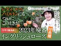 【バラの品種紹介】今年で廃番イングリッシュローズ 2023