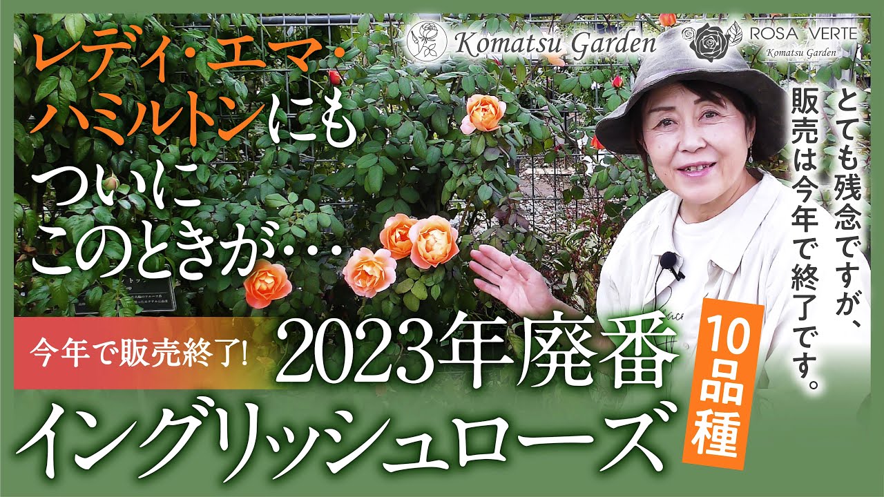 バラの品種紹介】今年で廃番イングリッシュローズ 2023 - YouTube