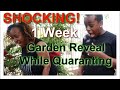 My Small Organic Backyard Arizona Garden 1 Week Progress | Quarantine Vlog