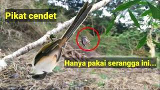 pikat burung pentet/cendet pasti lengket dengan trik ini