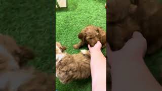 Pam and Phyllis Goldendoodle Puppies by Cane Creek Goldendoodles 78 views 3 months ago 1 minute, 20 seconds