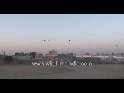 Khichan’s feeding grounds fill with thousands of migratory Kurja