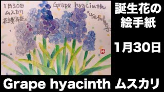 誕生花の絵手紙 1月30日 Grape Hyacinth ムスカリ Youtube