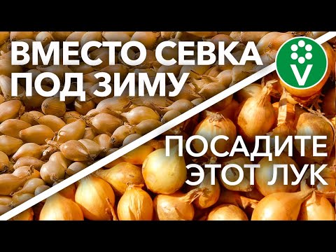 НЕ САЖАЙТЕ ЛУК-СЕВОК ПОД ЗИМУ! Для крупных луковиц и отличного урожая, сажаю не севок, а...