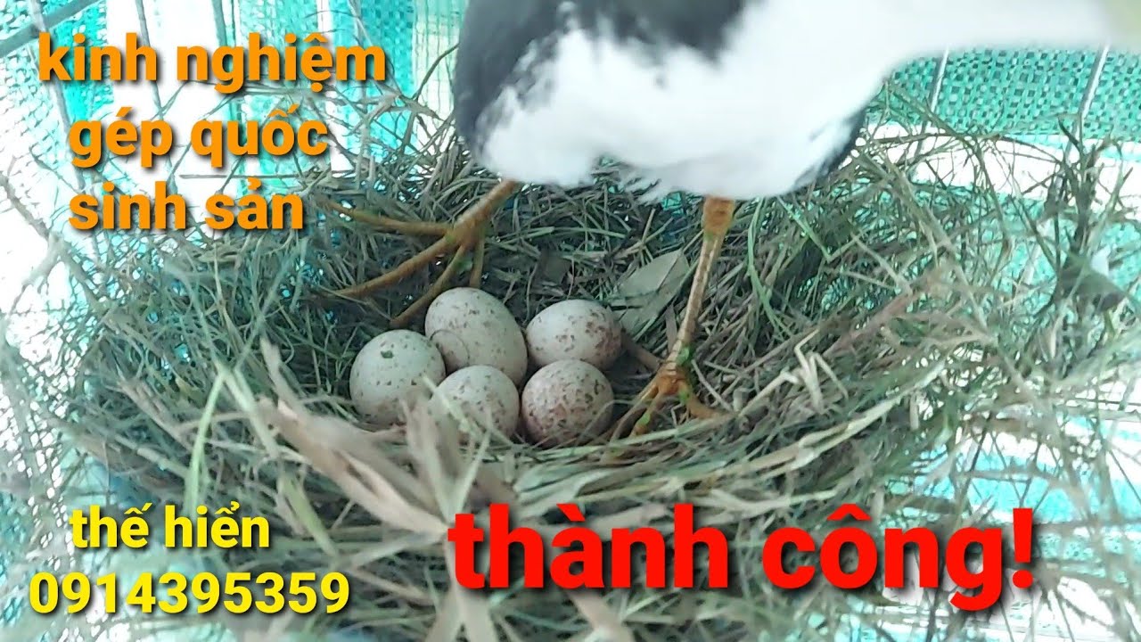 chim quốc sinh sản | ít tốn diện tích + dể chăm sóc+tỉ lệ thành công100% thế hiển chia sẻ kinh nhiệm