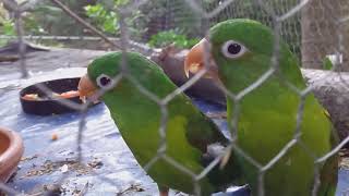 PERICOS VERDES CANTANDO