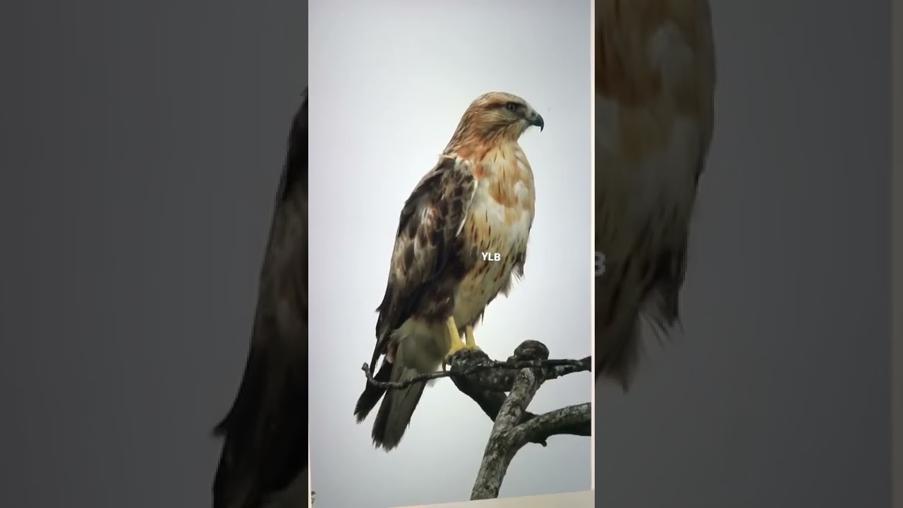 Long-Legged Buzzard pale morph juvenile/subadult 2nd calendar year
