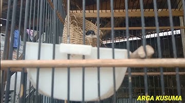 Menangkar burung cendet di sangkar gantung