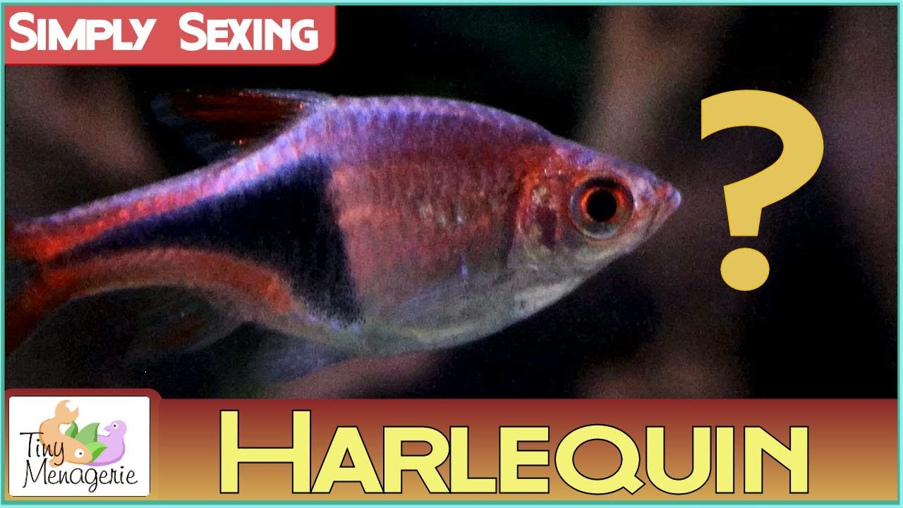 Simply Sexing Harlequin Rasbora: How to tell Male from Female