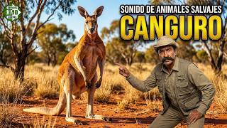 SONIDO real de CANGURO 🦘🔊 Increibles SONIDOS DE ANIMALES SALVAJES