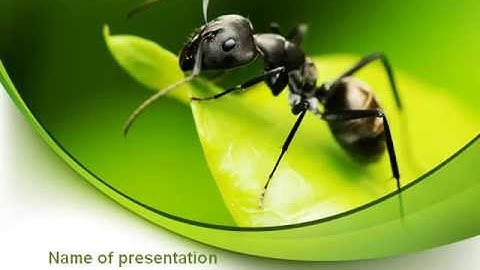 Ant PowerPoint Template by PoweredTemplate.com