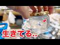 スーパーに売っていたクリオネがついに...！！