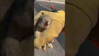 Samaritan Picks Up a Stranded Baby Bunny by the Road