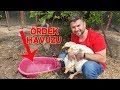 Ördekler Yeni Havuz Yerinde Yüzdü Mü ?