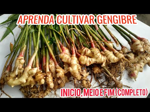 Vídeo: Como O Gengibre é Cultivado