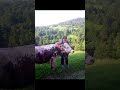 В горах не просте життя воно чарівне В горах не просте життя воно чарівне