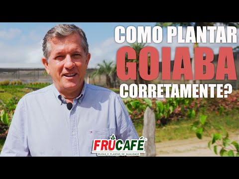 Vídeo: Semente cultivadas em goiabeiras: como e quando plantar sementes de goiaba