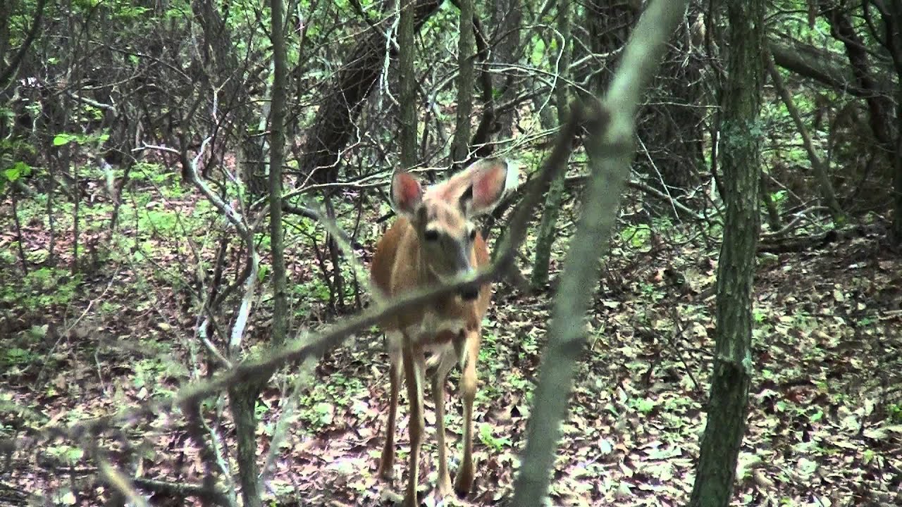 Tame Deer at Hanging Rock - YouTube