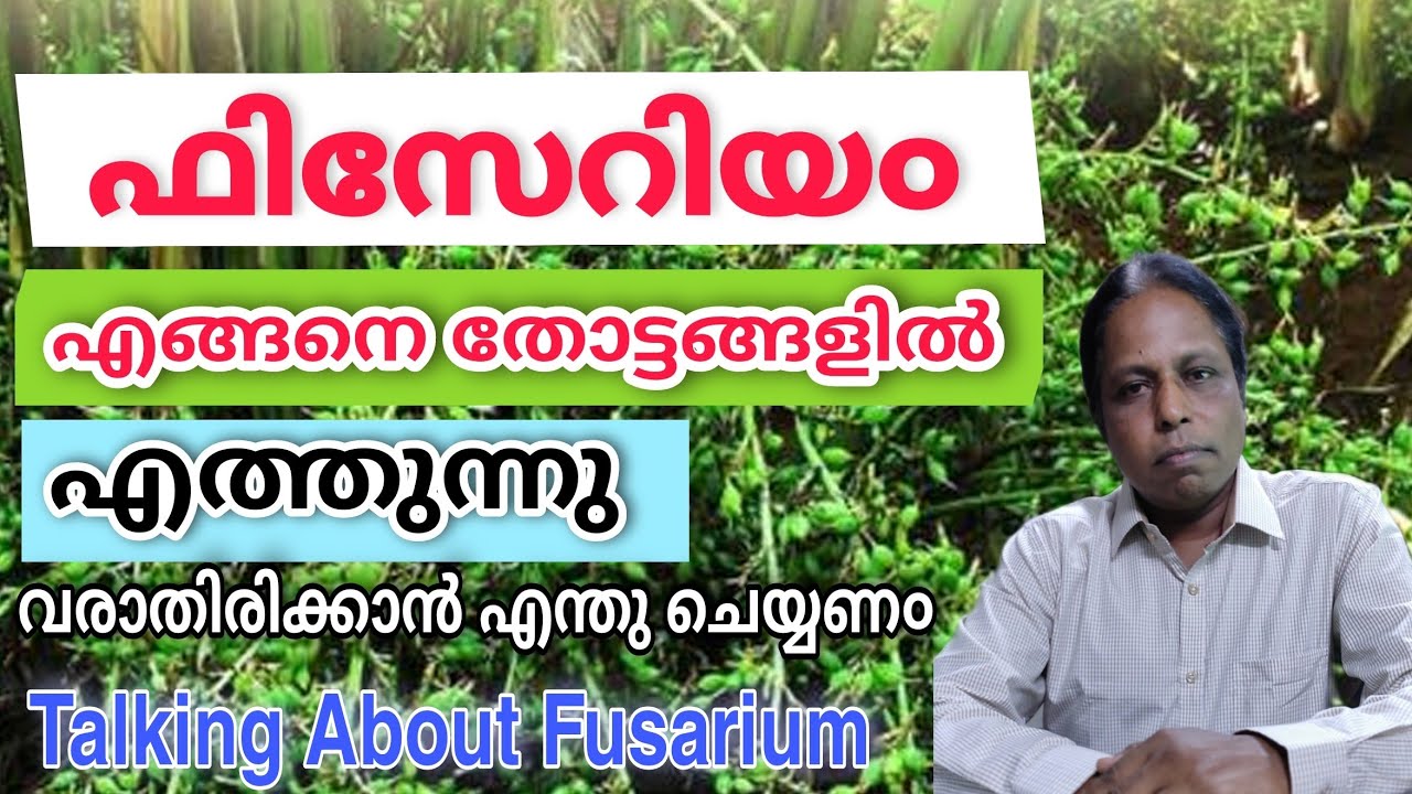 എന്താണ് ഫ്യുസേറിയ൦ | വരാതിരിക്കാൻ എന്ത് ചെയ്യാ൦ | Fusarium disease | Cardamom gardening