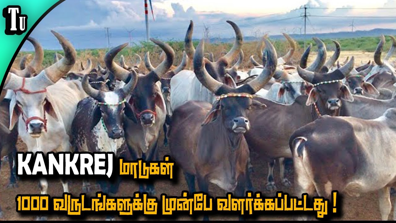 KANKREJ மாடு வளர்ப்பு - YouTube