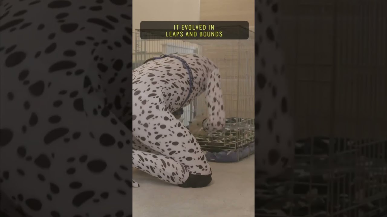 The Man Who Lives Like A Human Puppy Dog Roleplay Lifestyle Pets Pet Shorts