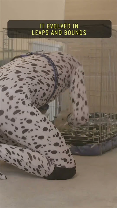 The Man Who Lives Like A Human Puppy #dog #puppy #roleplay #lifestyle #pets #pet #shorts