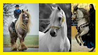 LAS MEJORES RAZAS DE CABALLOS DEL MUNDO🐴🌏TIPOS DE CABALLOS 🐎💖