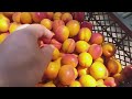 Абрикос сорт Цунами (apricot Tsunami). Обзор плодов и дегустация