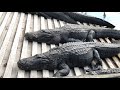 GatorLand - парк аллигаторов