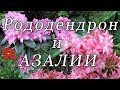 Рододендрон листопадный или азалия: обзор!