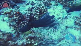 Blue spotted grouper following an octopus タコが気になり付き纏うアオノメハタ【癒しの海BORA BORA】