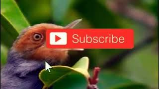 SUARA PIKAT PRENJAK KEJEPIT AMPUH ANTI ZONK 100% JITU LENGKET UNTUK SEGALA JENIS BURUNG BESAR/KECIL