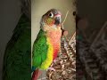 Conure Sounds Cute Conure Parrot