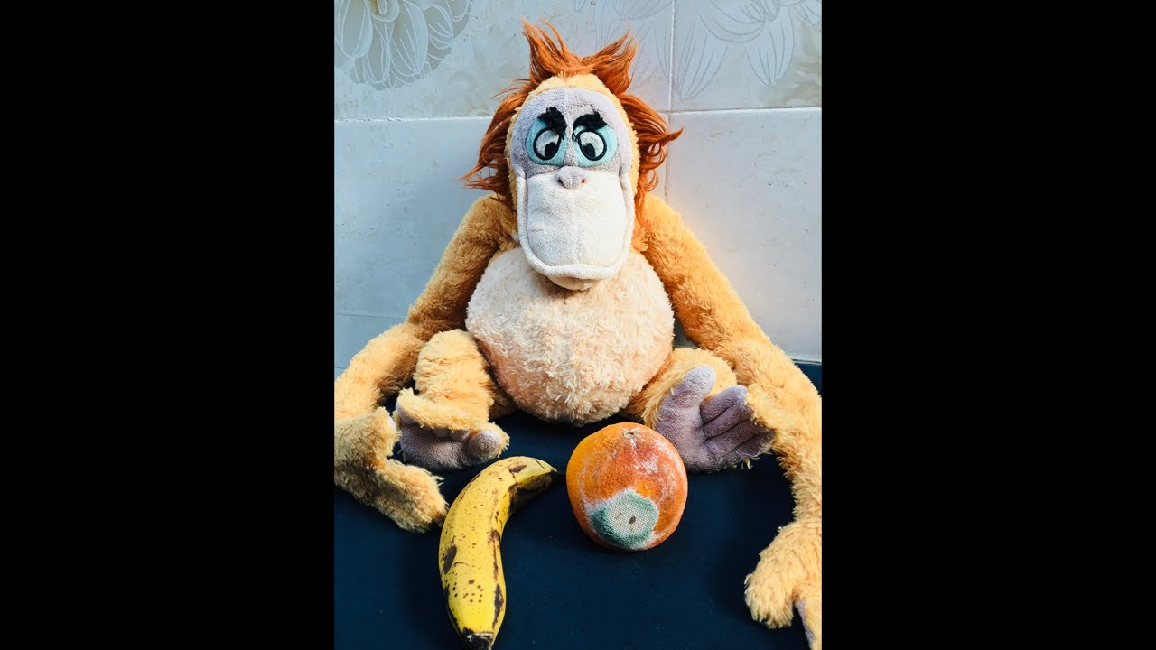 Old monkey with his moldy orange