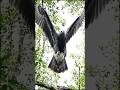 Harpy Eagle #facts #study #education #science #biology #zoology #animals #nature #wildlife #viral