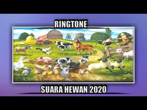 Suara ayam berkokok #suara #ayam #shorts