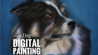 Border Collie Dog | Procreate | Digital Art