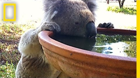 Koalas Are Suddenly Behaving Strangely. Why? | National Geographic