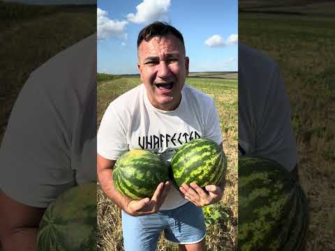 Пописать пошел, арбузы