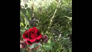 Spring 2013 part2