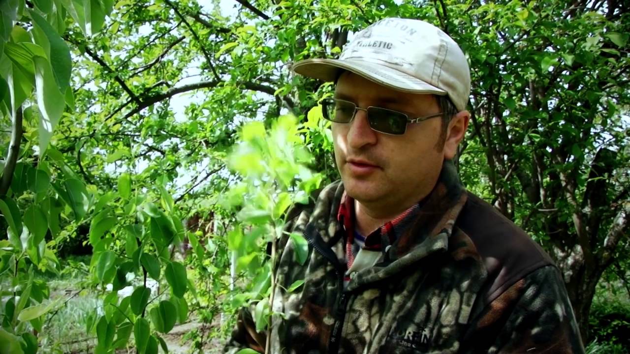 Кольцевание груши для увеличения урожая