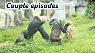 Gorilla couple: Iriki and Tayari did not want to share branches to D'jeeco. / Iriki&Tayari 不分享樹枝給迪亞哥