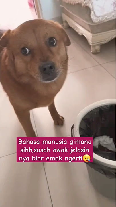 TUKANG FITNAH #shorts #cat #anjing #ngakak