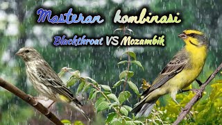 masteran kombinasi  blackthroat vs mozambik untuk burung pleci #pleci