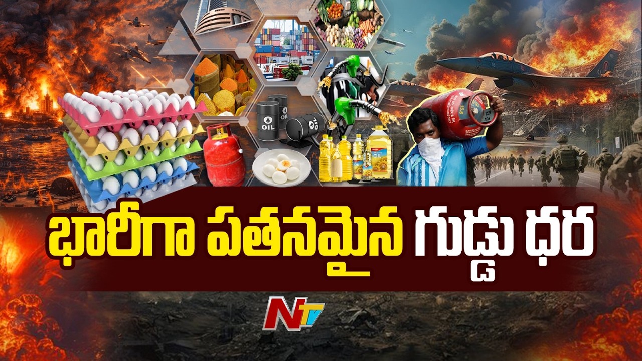 Egg Prices: భారీగా పడిపోయిన కోడిగుడ్ల ధరలు | Vijayawada | Special Report | NTV Telugu