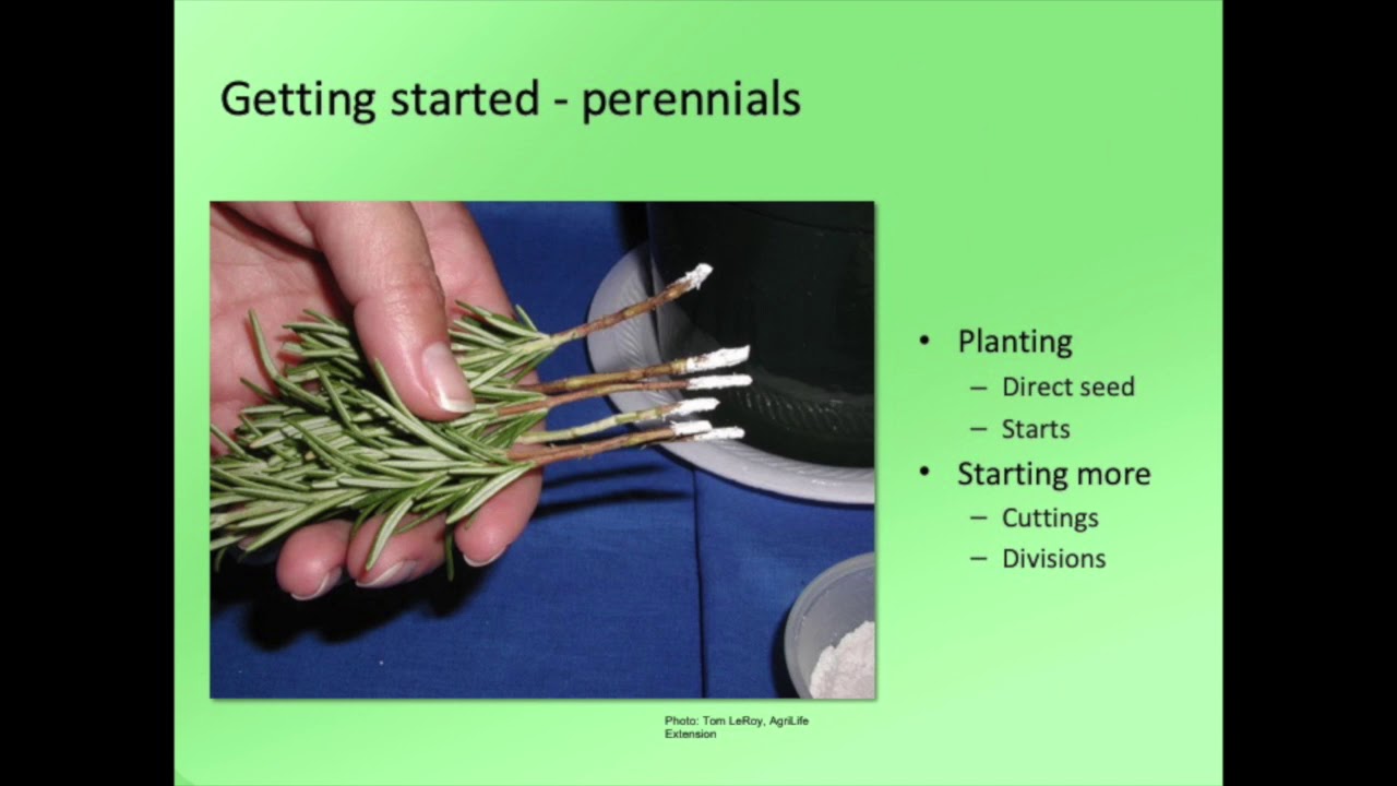 Herb Gardening - YouTube