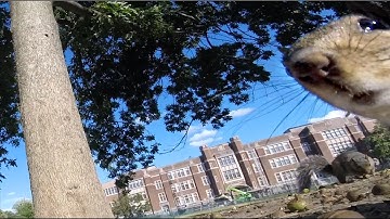 GoPro Awards: Squirrel Runs Off With GoPro