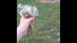 Shaking Seeded Dandelions #dandelions #seeds #summer #flowers