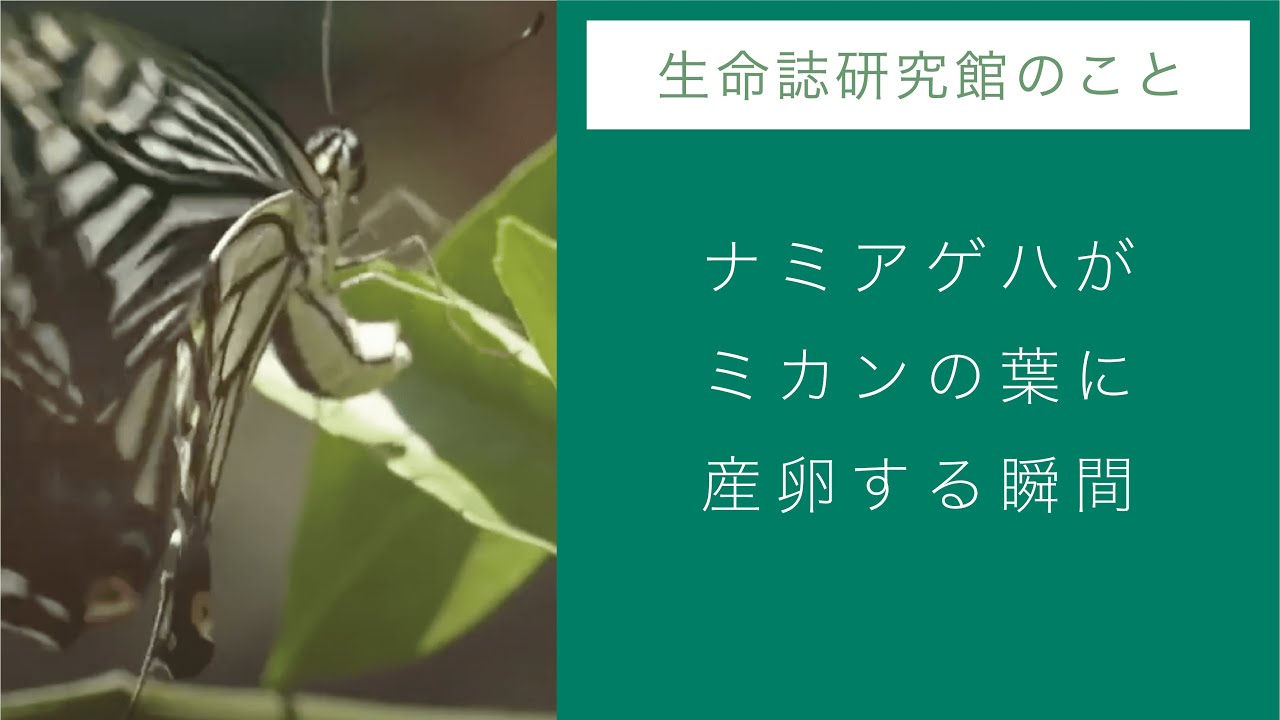 チョウのレストラン W食草園 特設サイト ナミアゲハがミカンの葉に産卵する瞬間 Youtube